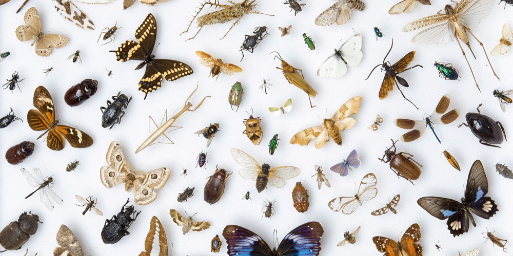 L’origine des espèces HKB