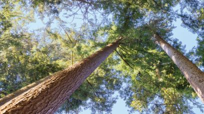 To look into the tree canopy is to look into both past and future.