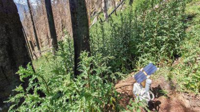 Messstation im Wald oberhalb von Bitsch: Teil des Projekts «Internet of Soils»