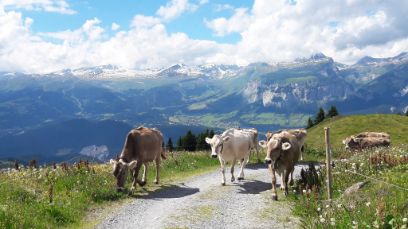 Malgré ce cadre idyllique, de plus en plus d'alpage manquent de personnel qualifié. (Photo: Linda Schüpfer)