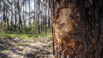 Beschädigter Baum in einem ukrainischen Wald – sichtbare Spuren des Krieges. (Foto: Serhii Korovayny, WWF Ukraine)