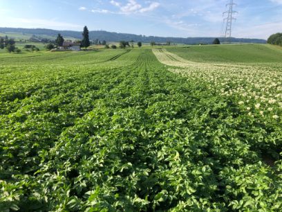Low Input Kartoffelsorten
