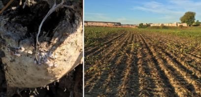 Auf der Suche nach resistenten Zuckerrüben gegen Stängelnematode