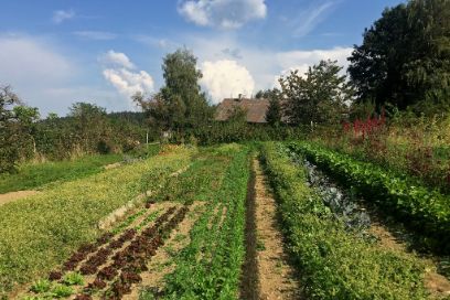 Permakultur, Biodiversität, Bodenmonitoring, Praxisbeispiele, Ausbildung, Waldgarten, Systementwicklung, Baumscheibe, Mandalagarten