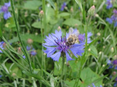 Biene Kornblume