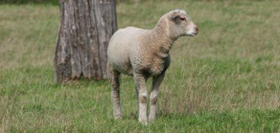 Schaf