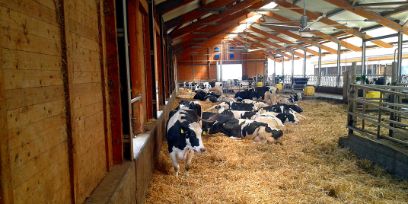 Ruminants BFH-HAFL