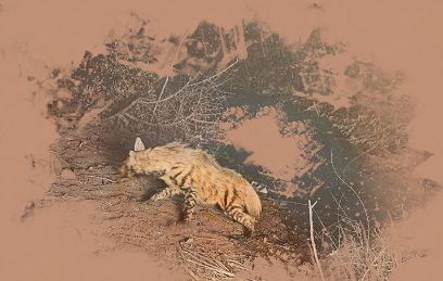 Kuerzlich publiziert Koloniale Tiere? Tierbilder im Kontext des Kolonialismus