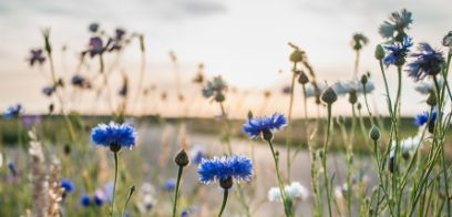 Symbolbild mit Kornblumen zum Kurs Unerfüllger Kinderwunsch