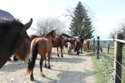 Equigarde Infoveranstaltung