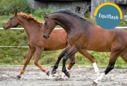 Equiflash BFH-HAFL